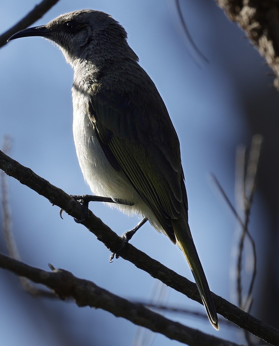 Brown Honeyeater - ML645026954