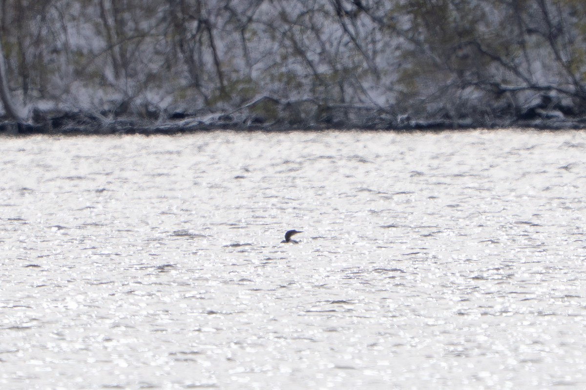 Common Loon - ML645026956