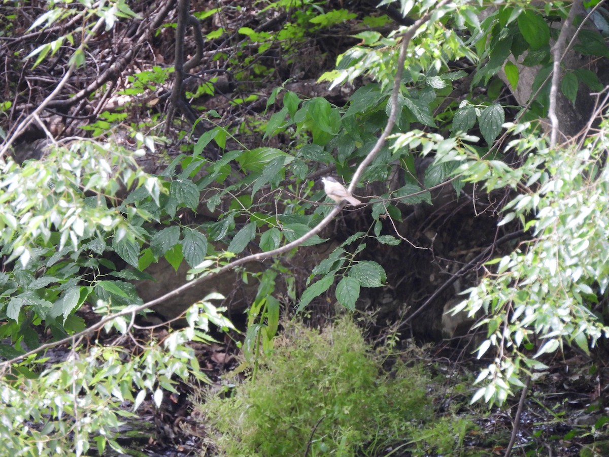 Marsh Tit - ML645026960