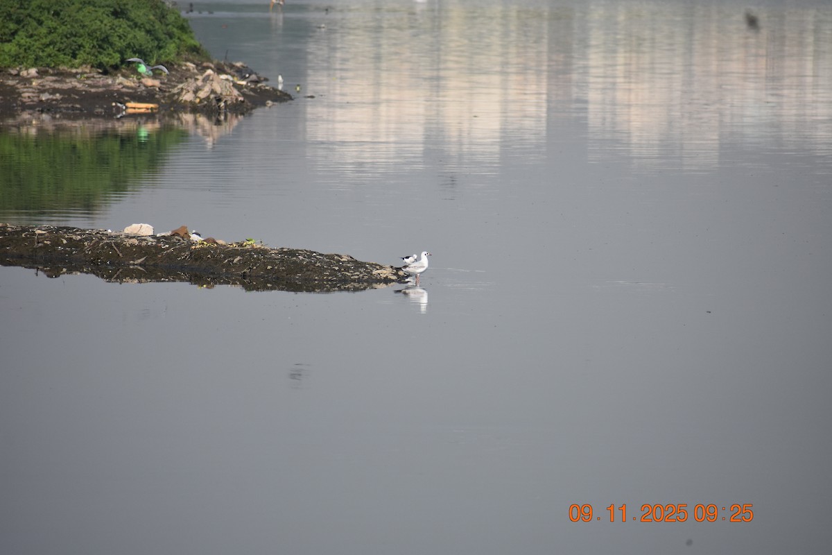 Gaviota Centroasiática - ML645026963