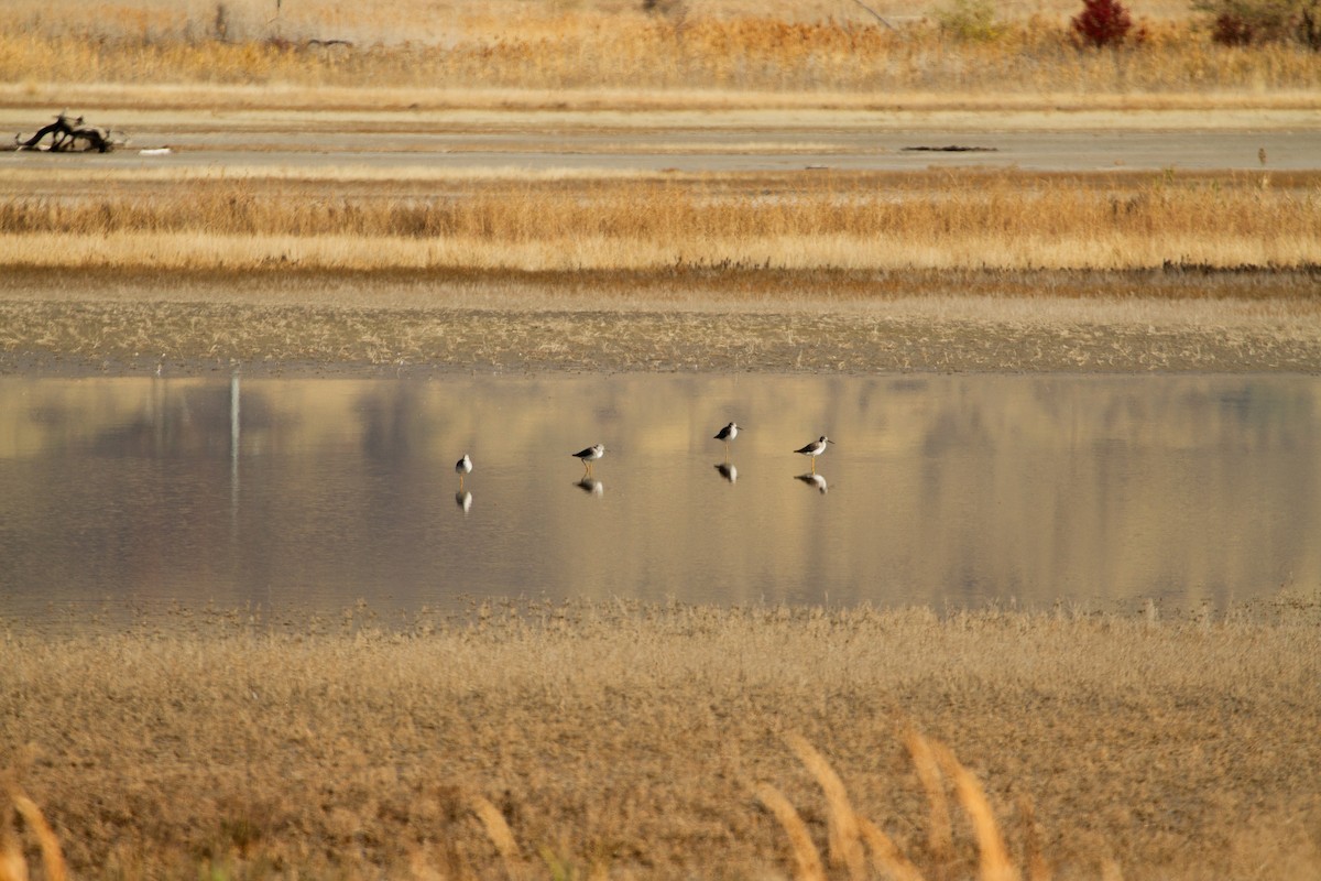 Greater Yellowlegs - ML645026967