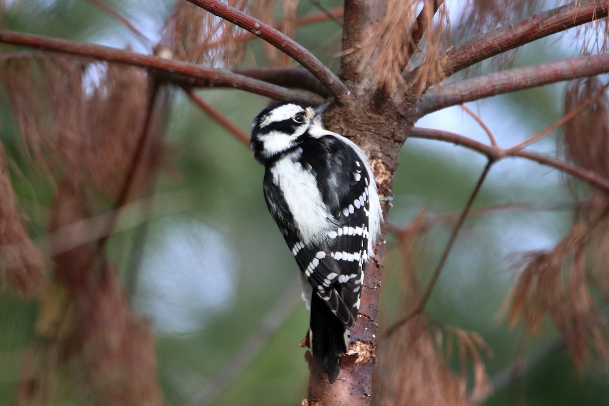 Downy Woodpecker (Eastern) - ML645026970