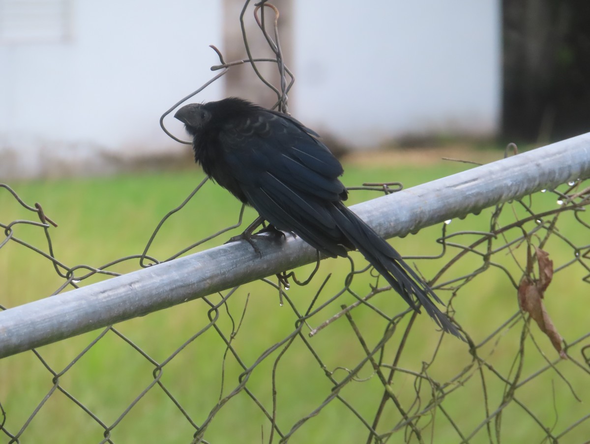 Groove-billed Ani - ML645026971