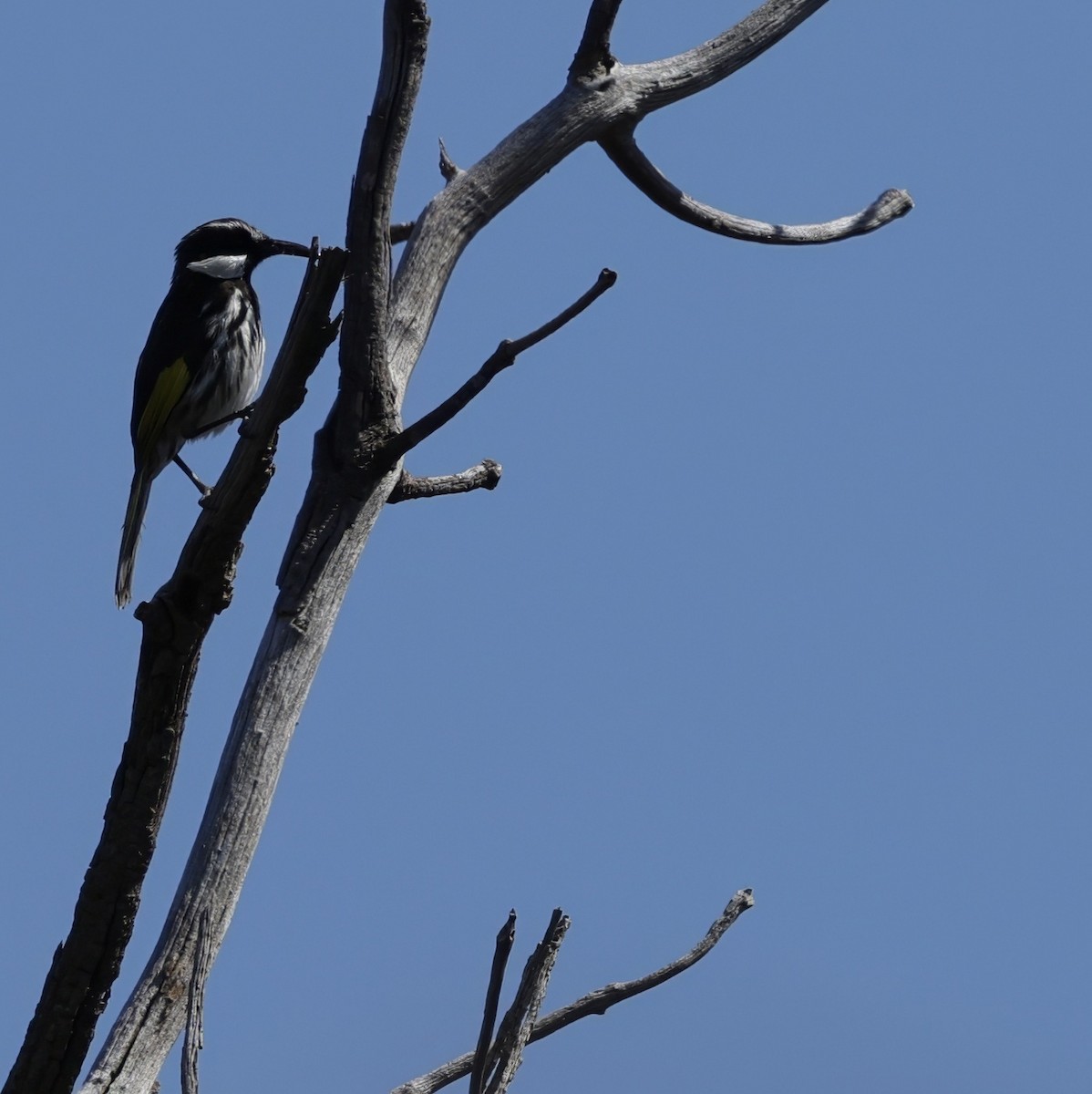 Weißwangen-Honigfresser - ML645026974