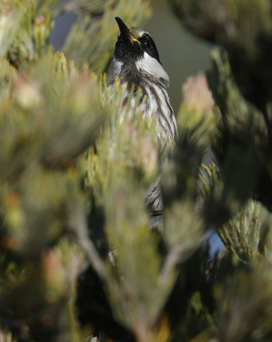 Weißwangen-Honigfresser - ML645026975