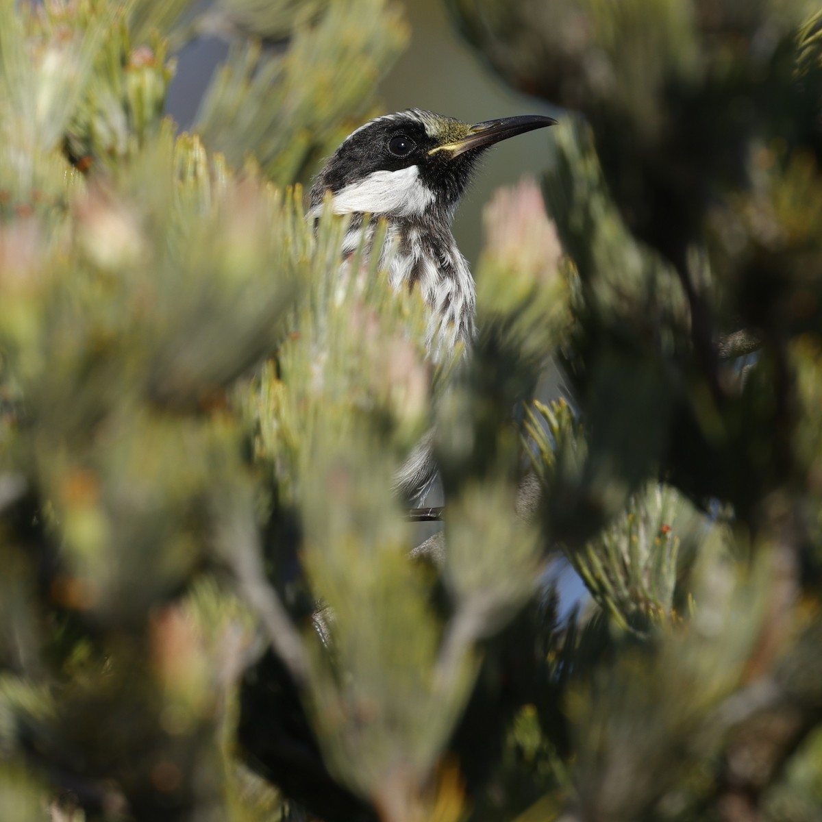 Weißwangen-Honigfresser - ML645026976