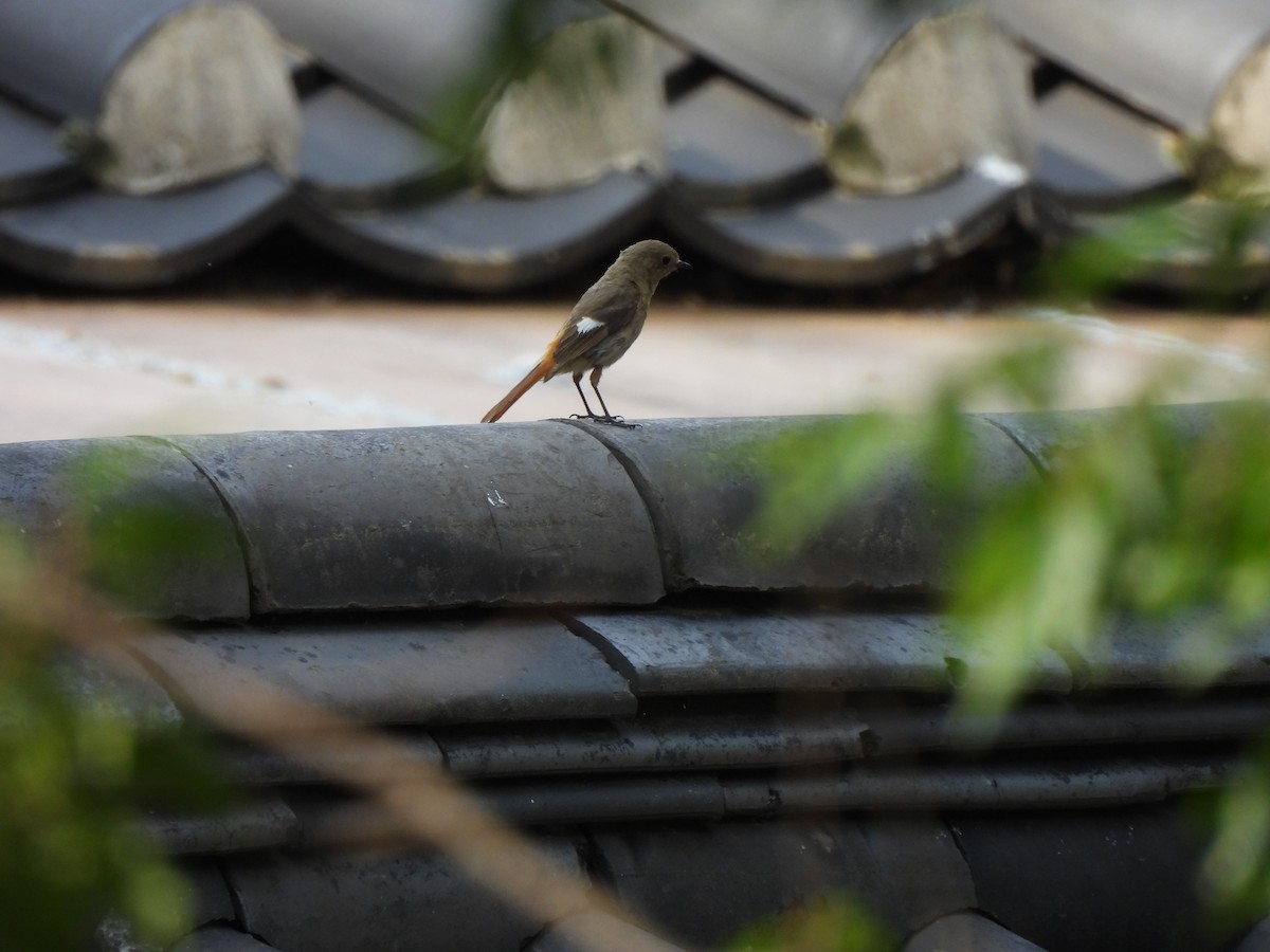 חכלילית סיבירית - ML645026980