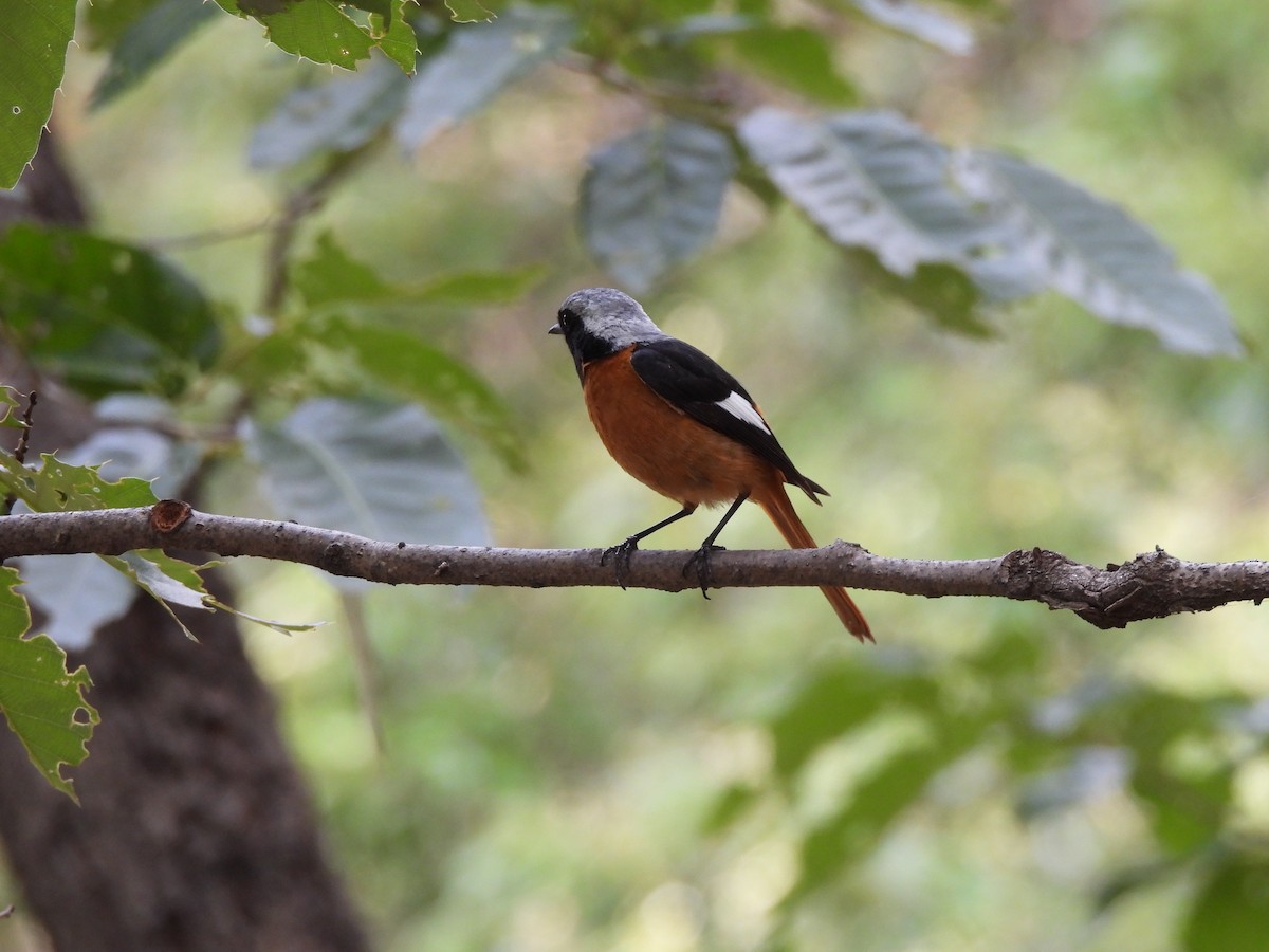 חכלילית סיבירית - ML645026981