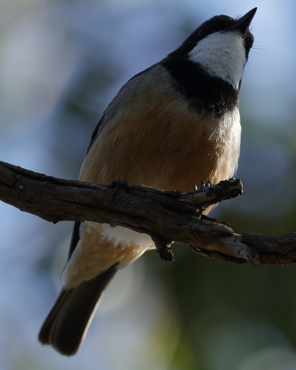 Schlichtmantel-Dickkopf - ML645027007