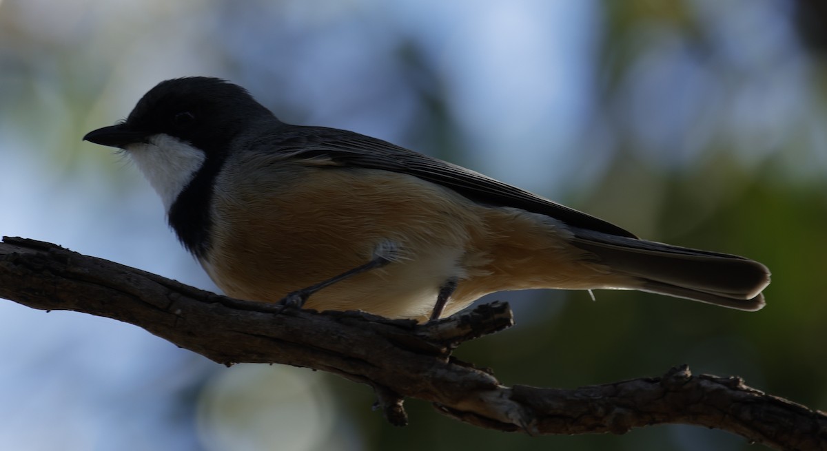 Schlichtmantel-Dickkopf - ML645027008