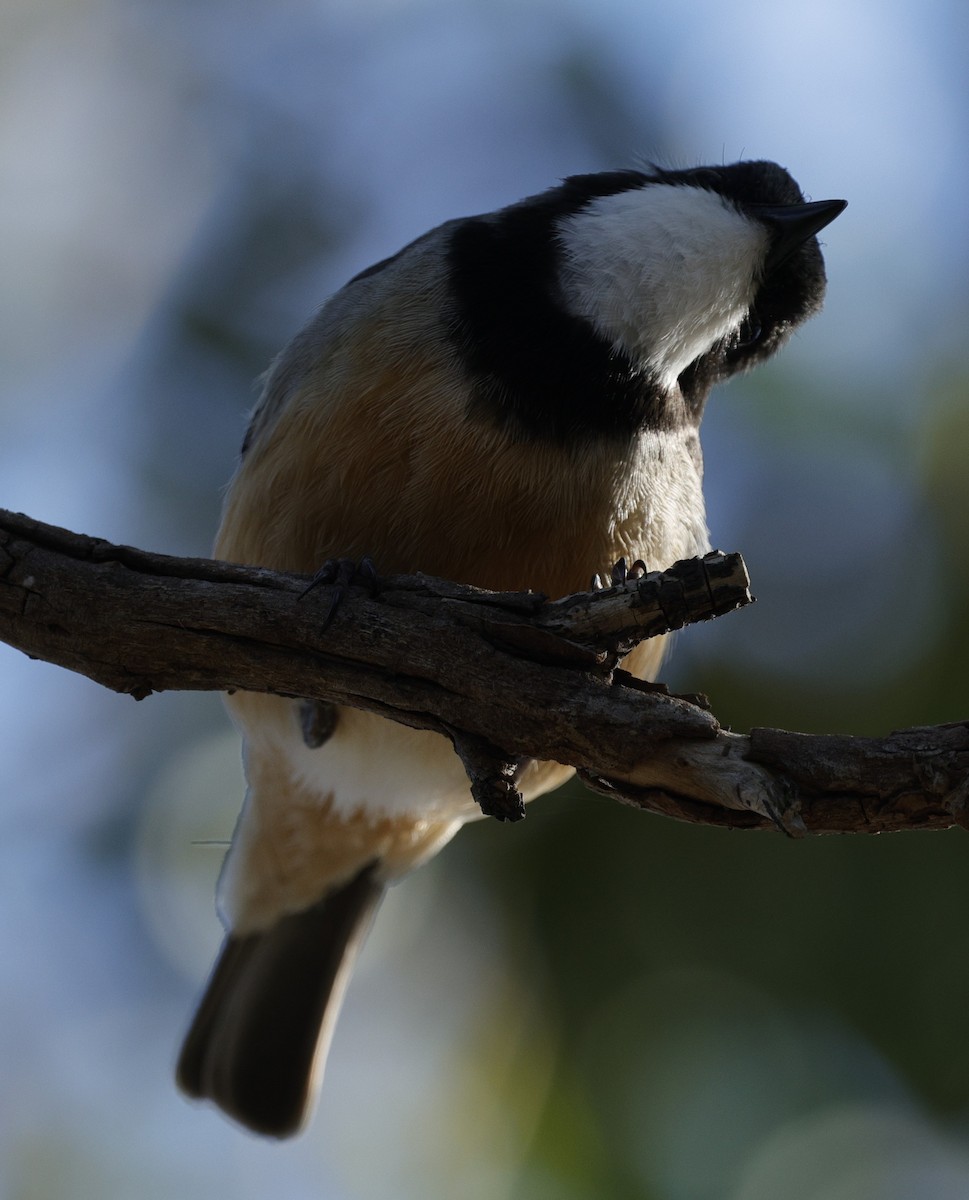 Schlichtmantel-Dickkopf - ML645027009