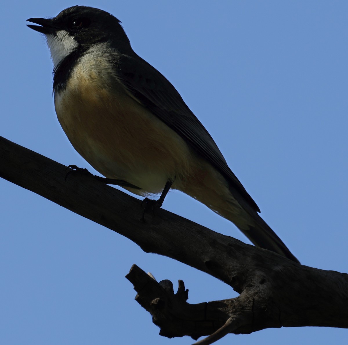 Schlichtmantel-Dickkopf - ML645027010