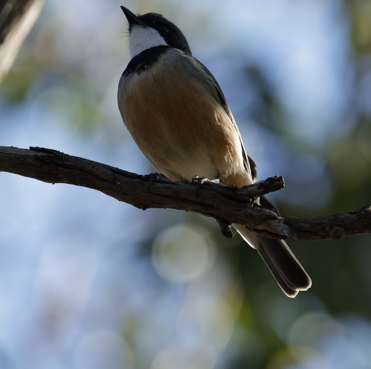 Schlichtmantel-Dickkopf - ML645027011