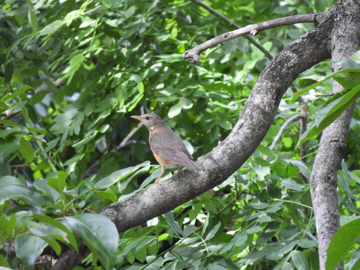 Gray-backed Thrush - ML645027012