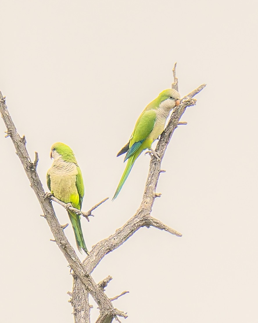 Monk Parakeet - ML645027022
