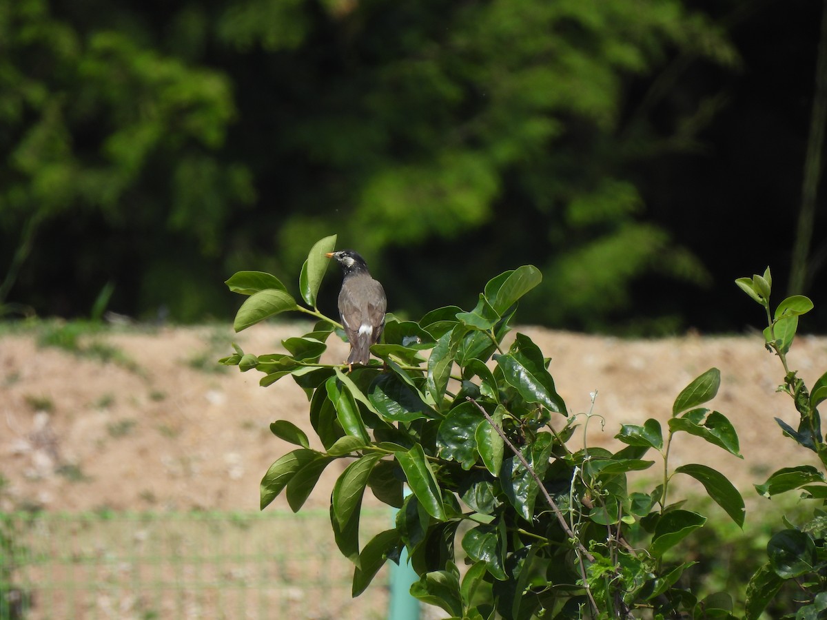 špaček východní - ML645027026