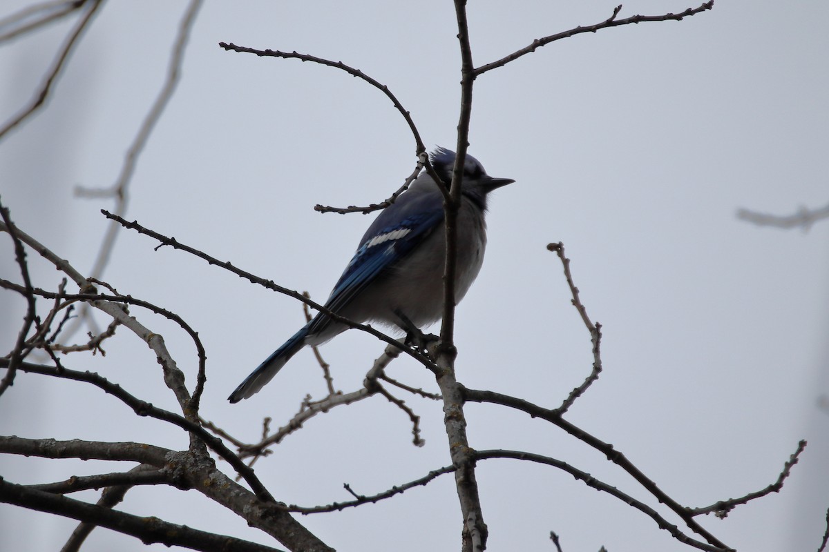 Geai bleu - ML645027037