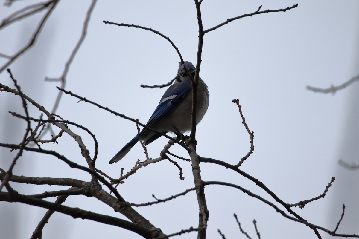 Geai bleu - ML645027041