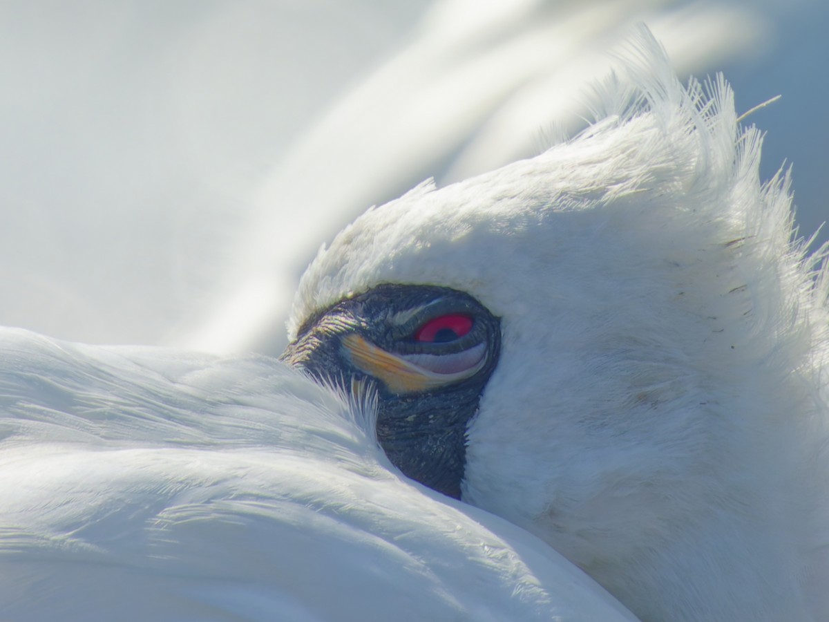 黑面琵鷺 - ML645027044