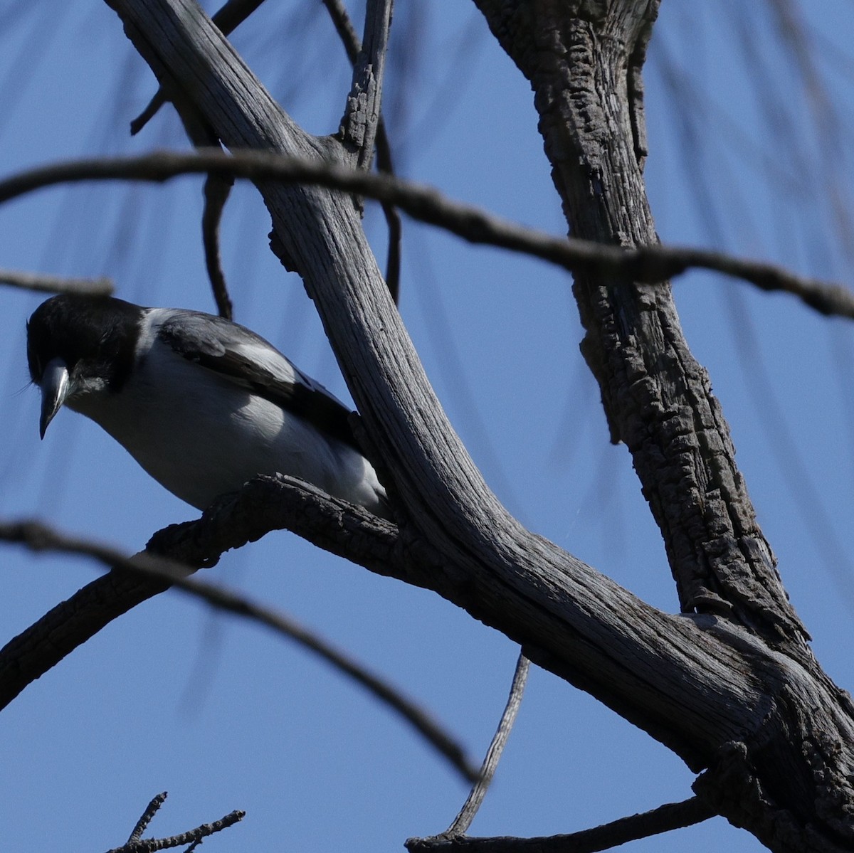 Graurücken-Krähenstar - ML645027046