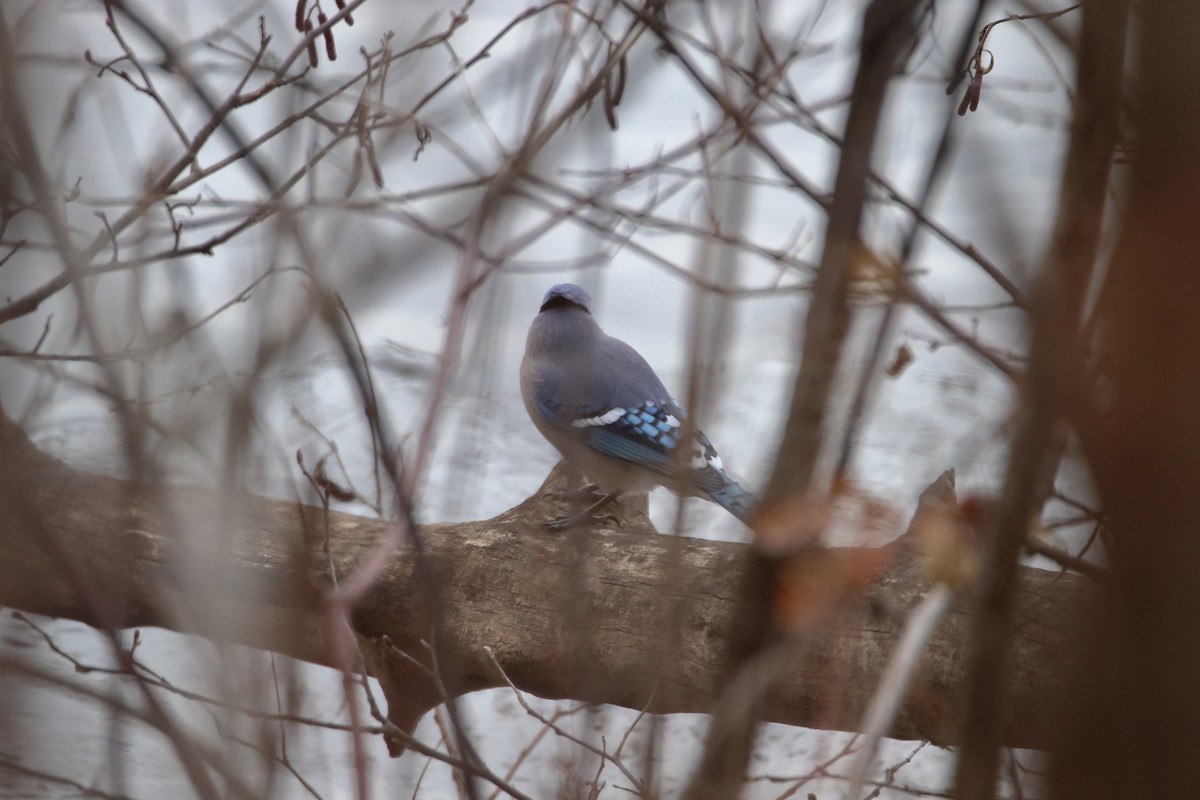 Geai bleu - ML645027047