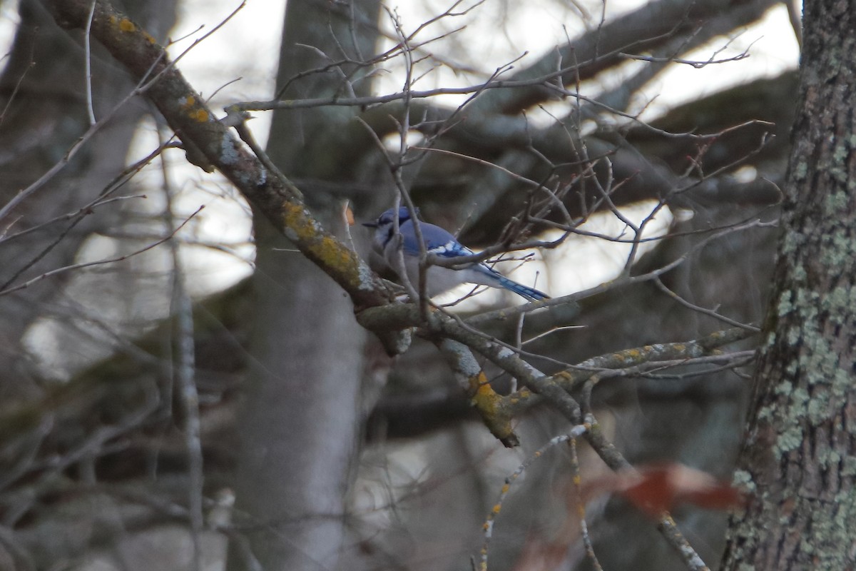 Geai bleu - ML645027050