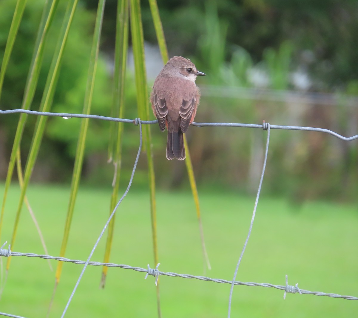 Vermilion Flycatcher - ML645027064