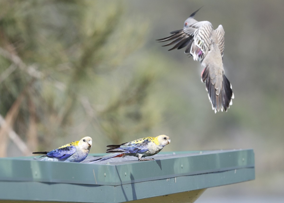Pale-headed Rosella - ML645027066