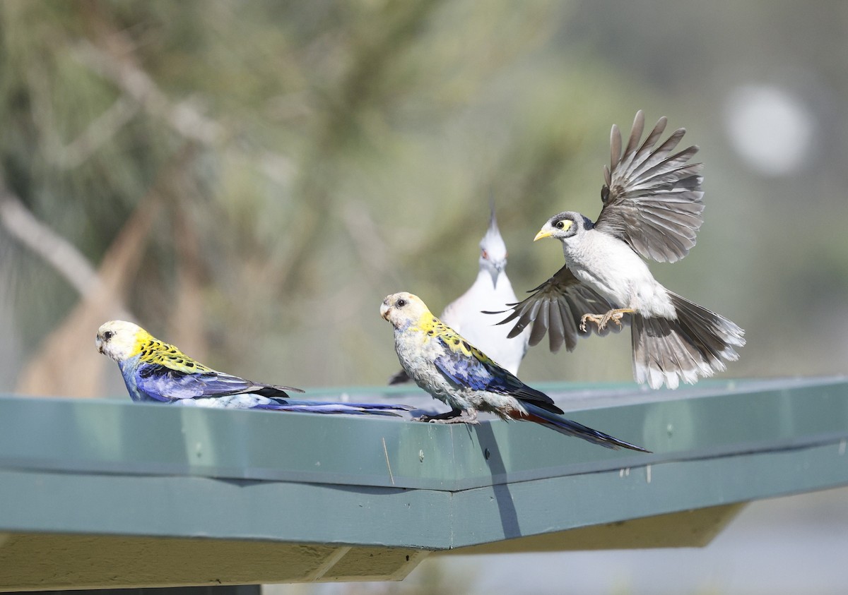 Pale-headed Rosella - ML645027067