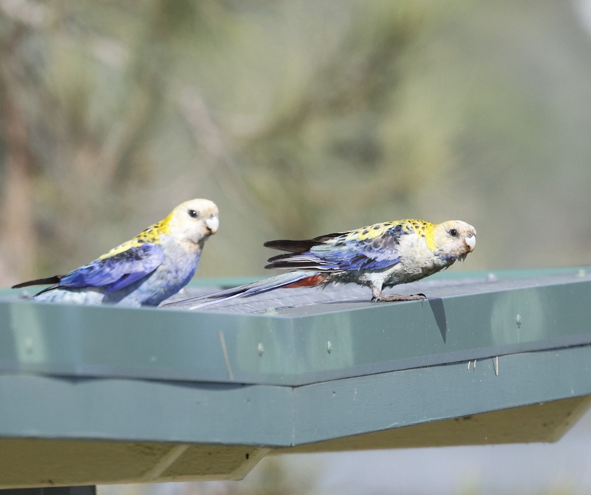 Pale-headed Rosella - ML645027068