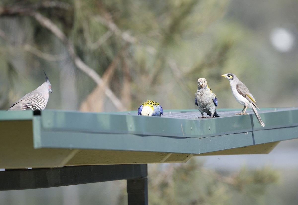 Pale-headed Rosella - ML645027069