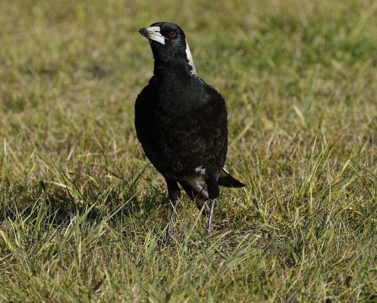 Flötenkrähenstar - ML645027071