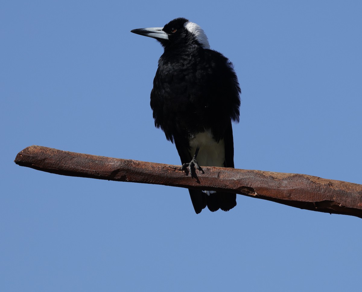 Flötenkrähenstar - ML645027072