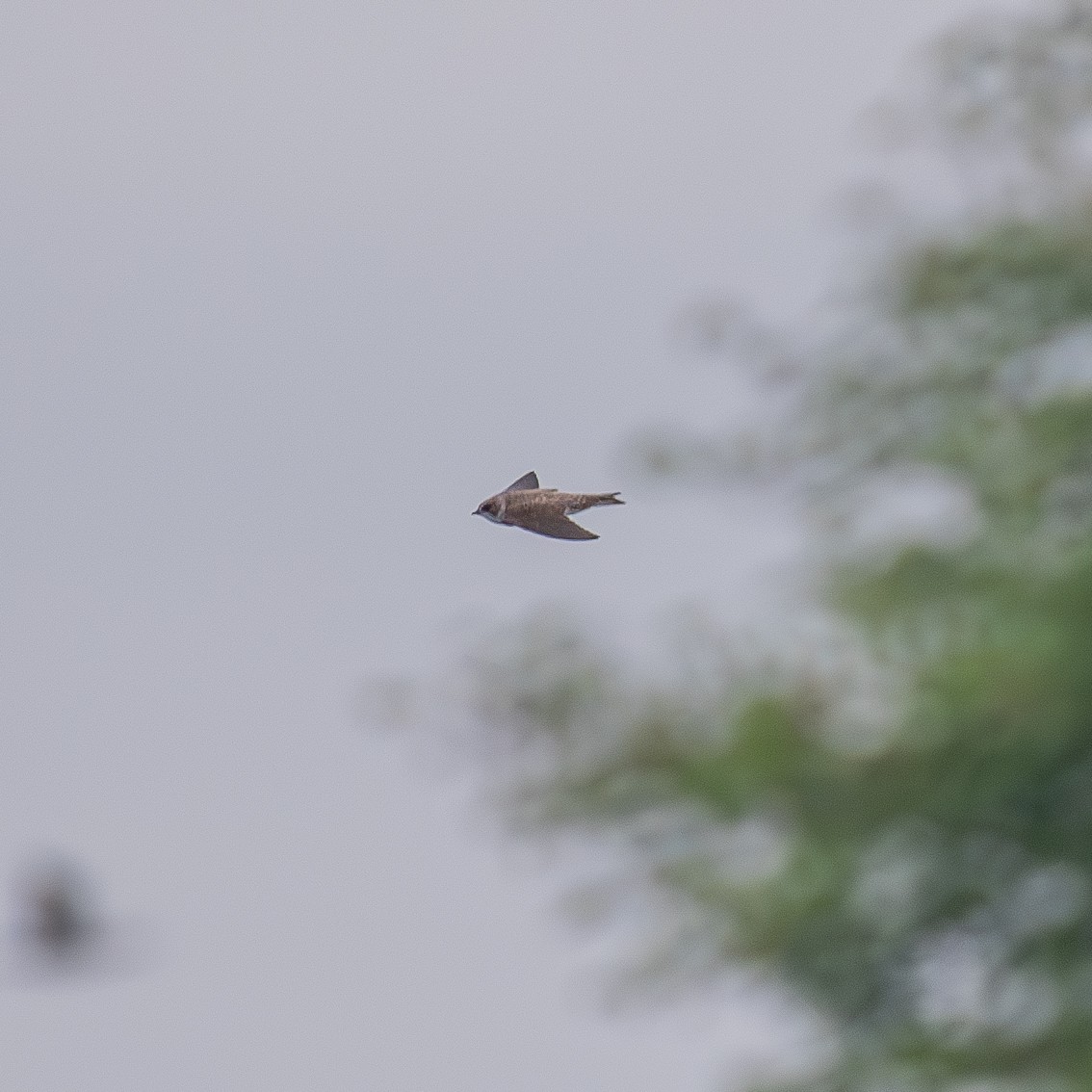 Uhalde-enara arrunta - ML645027077