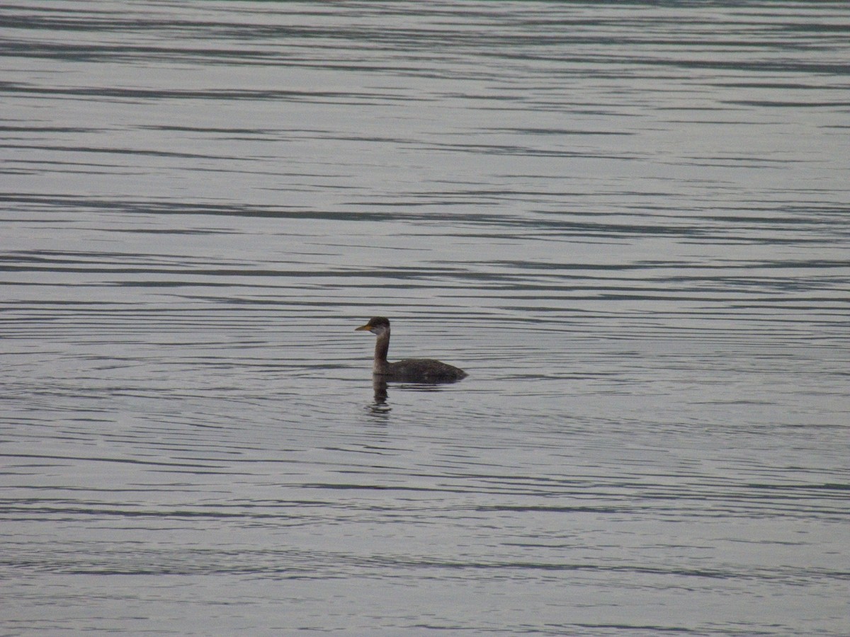 Red-necked Grebe - ML645027085