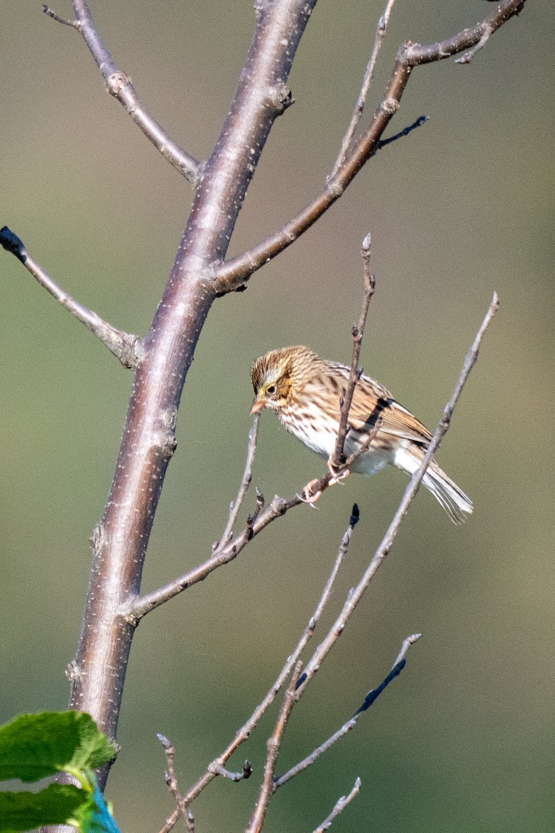 Savannah Serçesi - ML645027087