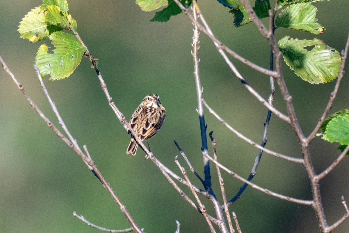 Savannah Serçesi - ML645027088