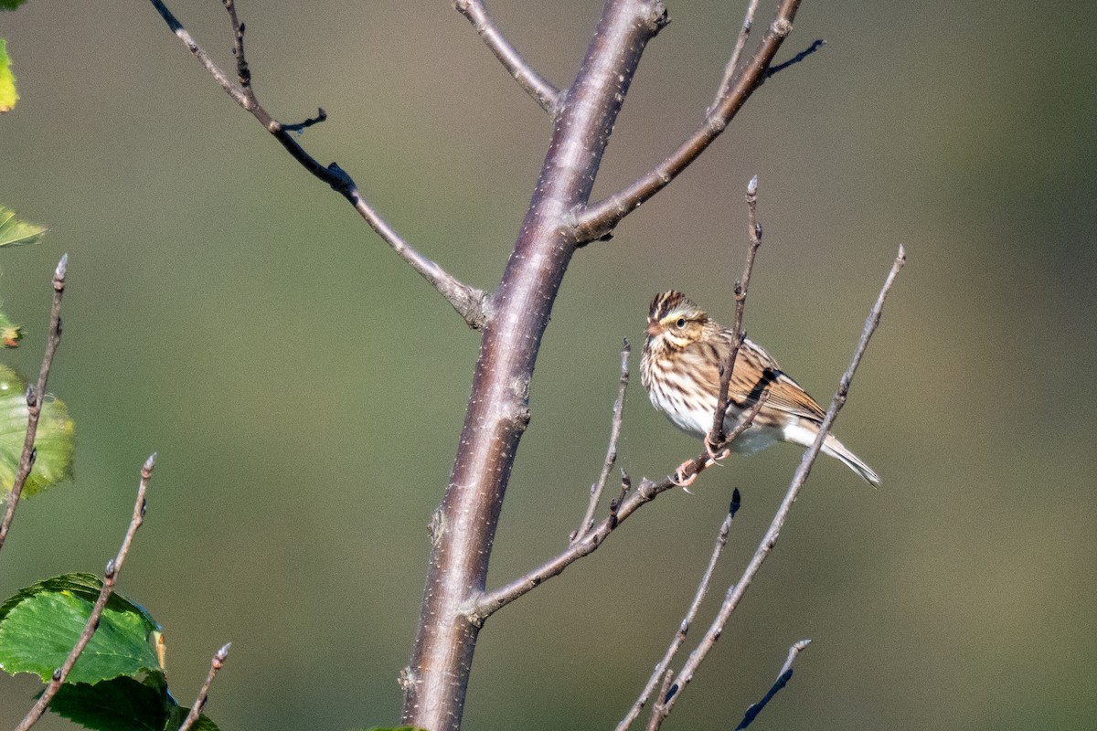 Savannah Serçesi - ML645027089