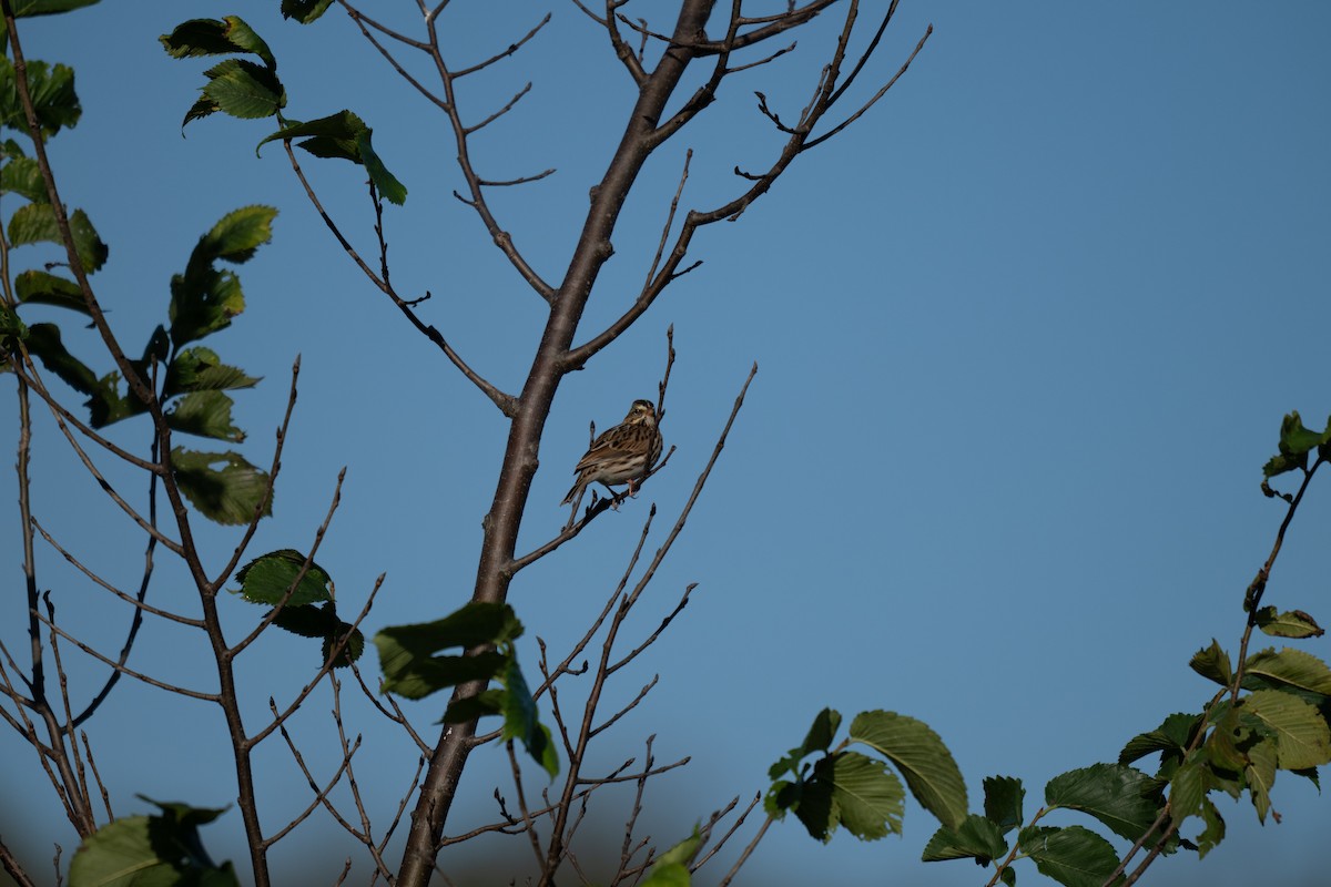 Savannah Serçesi - ML645027092