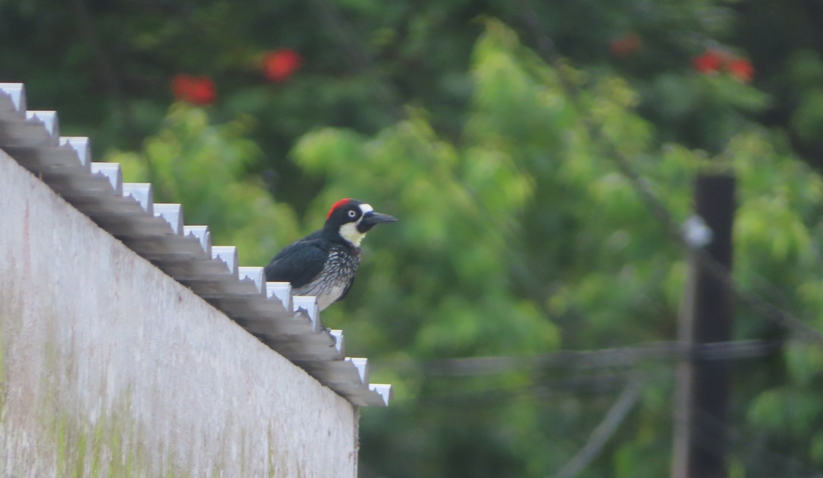 Acorn Woodpecker - ML645027106