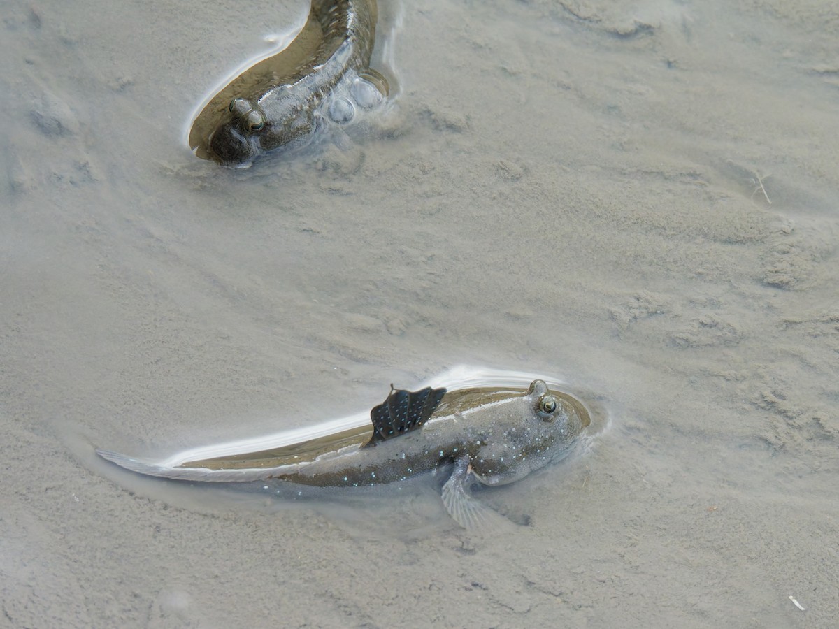 Animals - ML645027108