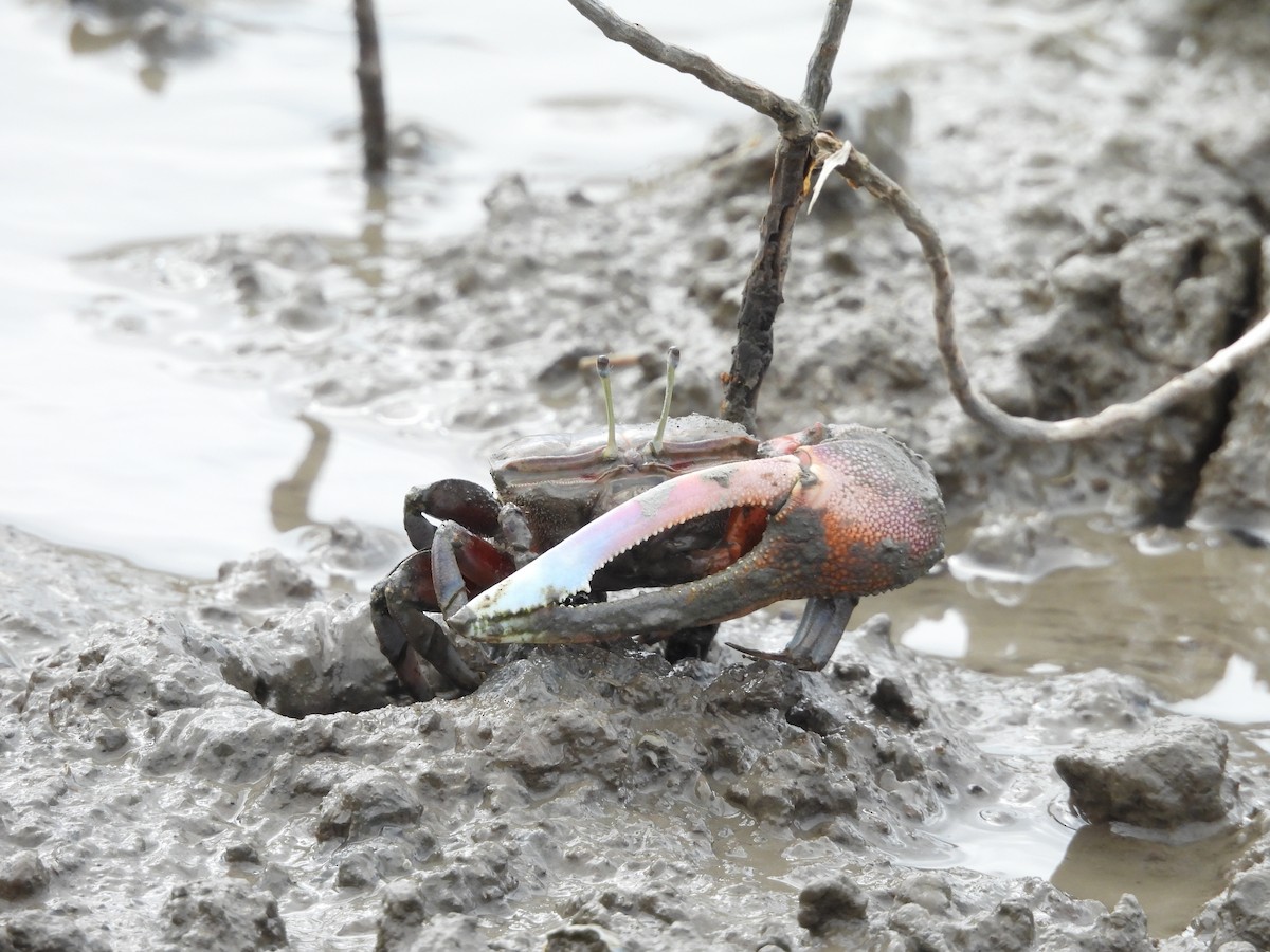 Animals - ML645027113