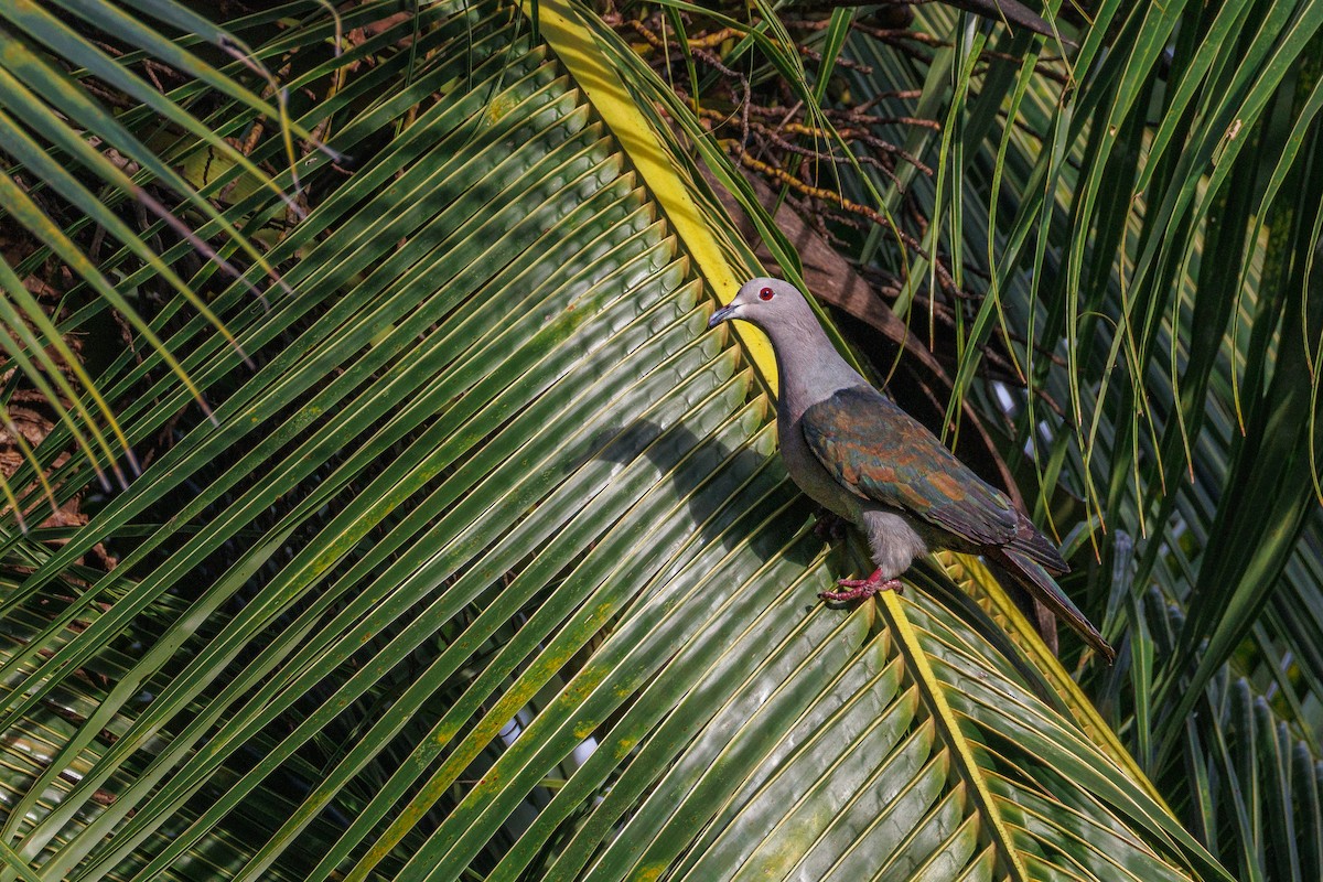 Green Imperial-Pigeon - ML645027116