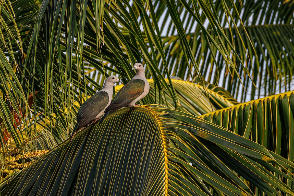 Green Imperial-Pigeon - ML645027117