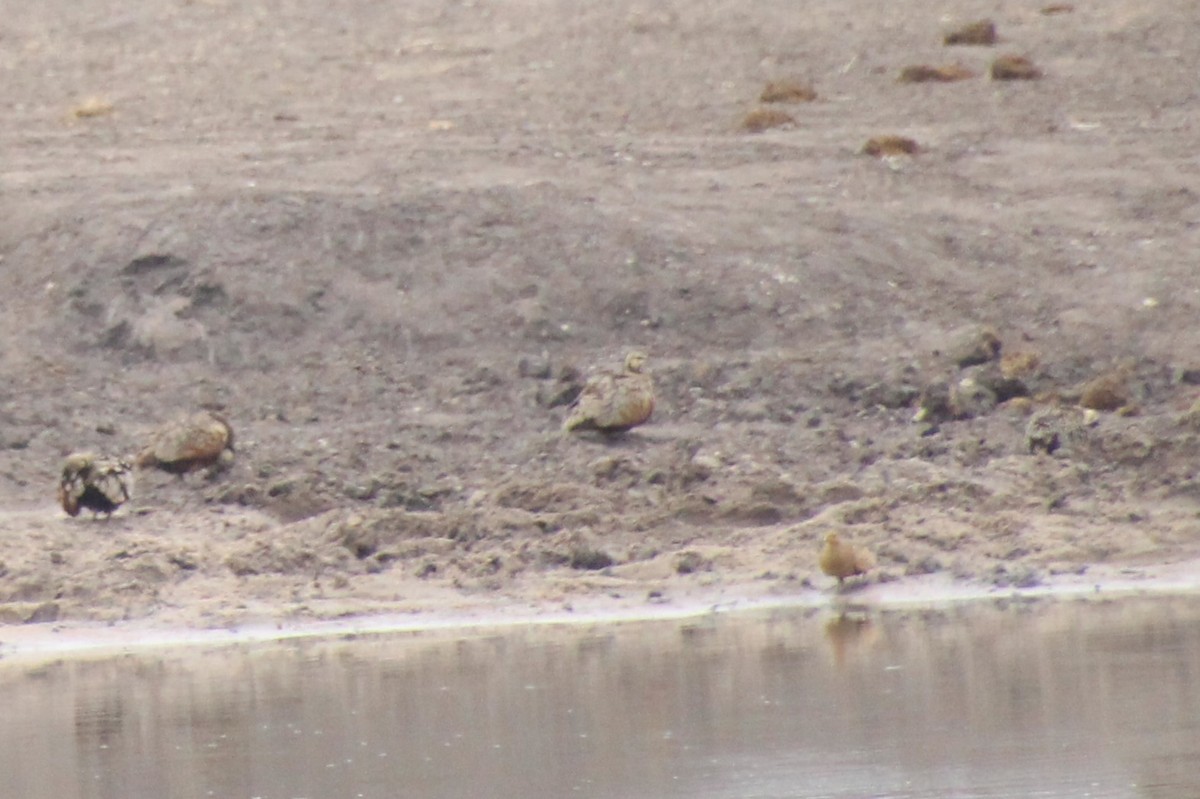 Рябок жовтогорлий - ML645027120