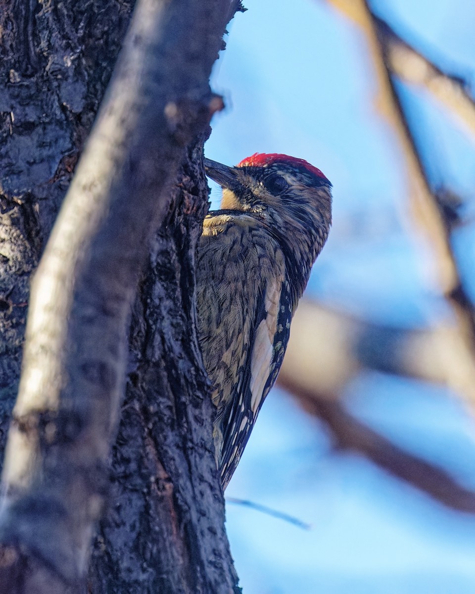 Yellow-bellied Sapsucker - ML645027128