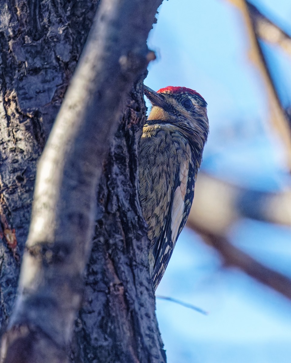 Yellow-bellied Sapsucker - ML645027129