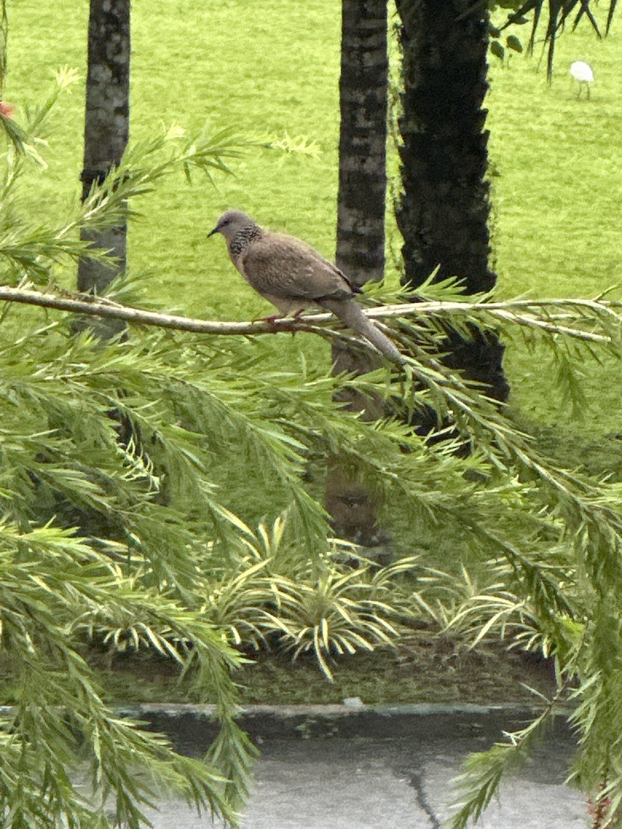 hrdlička kropenatá - ML645027142