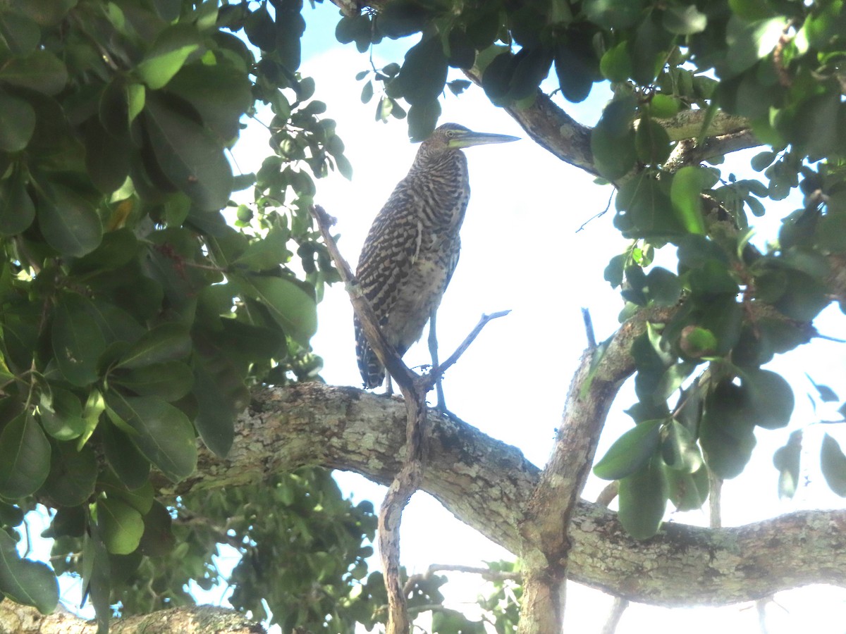 Bare-throated Tiger-Heron - ML645027153