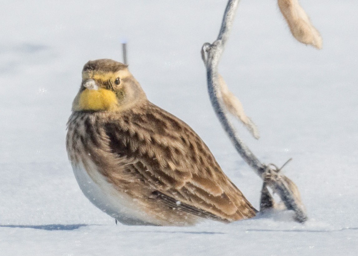 Horned Lark - ML645027155